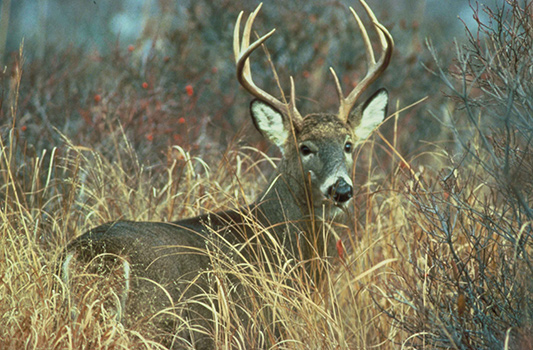 Eight point buck laying in tall golden grass in autumn.