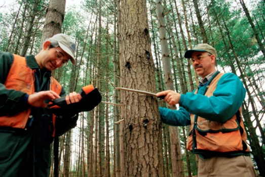 Two men in orange vests in a forest evaluating a tree.