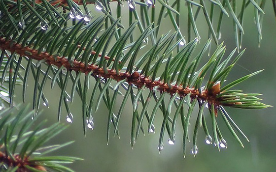 Closeup of a spruce tree covered in dew