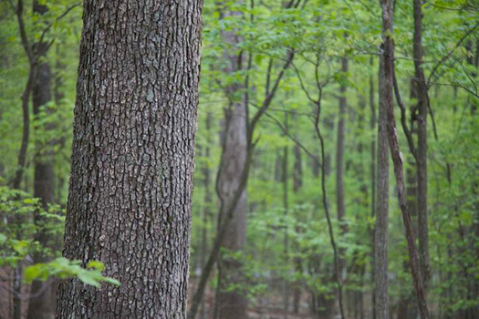Serene closeup of a textured tree trunk against a backdrop of a thick out of focus forest.
